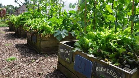 Garden with the Class